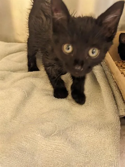 A baby small-sized female Domestic Short Hair cat named Onyx for adoption in Alameda, CA