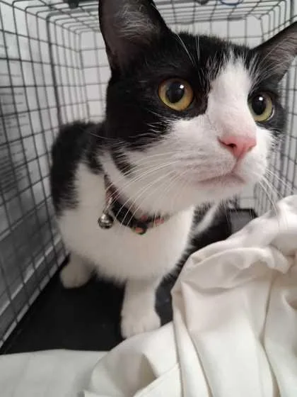 An adult medium-sized male Domestic Short Hair cat named Michi for adoption in Sevierville, TN