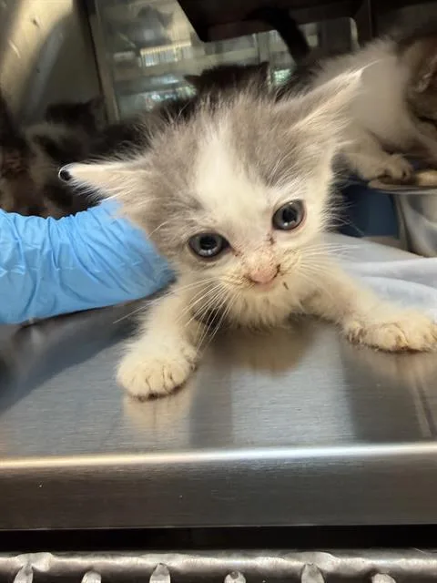 A baby small-sized male Domestic Medium Hair cat named Bean for adoption in Baytown, TX