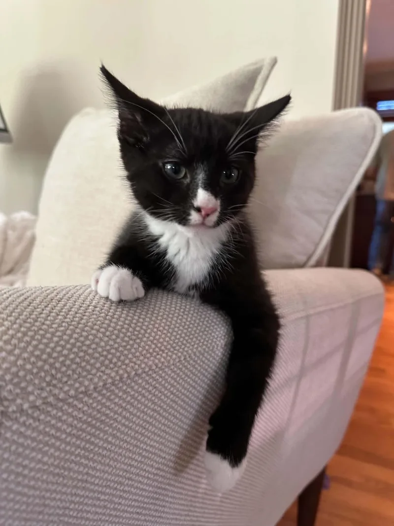 A baby medium-sized male Black & White / Tuxedo Domestic Short Hair cat named Theodore for adoption in Stewartsville, NJ