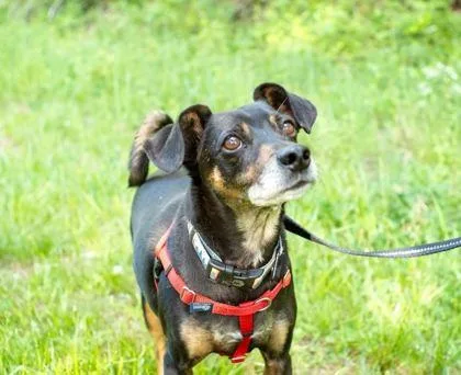 An adult small-sized male Mixed Breed dog named Sammich for adoption in Spruce Pine, NC