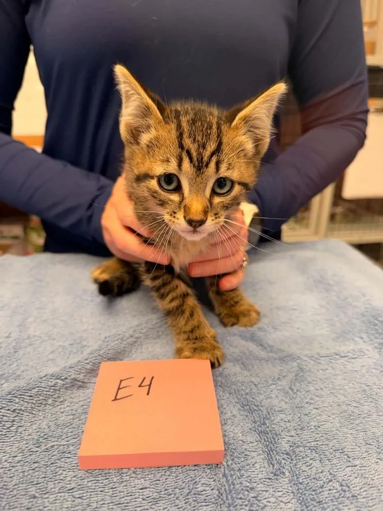 A baby small-sized male Domestic Short Hair cat named Giblet for adoption in Vancouver, WA