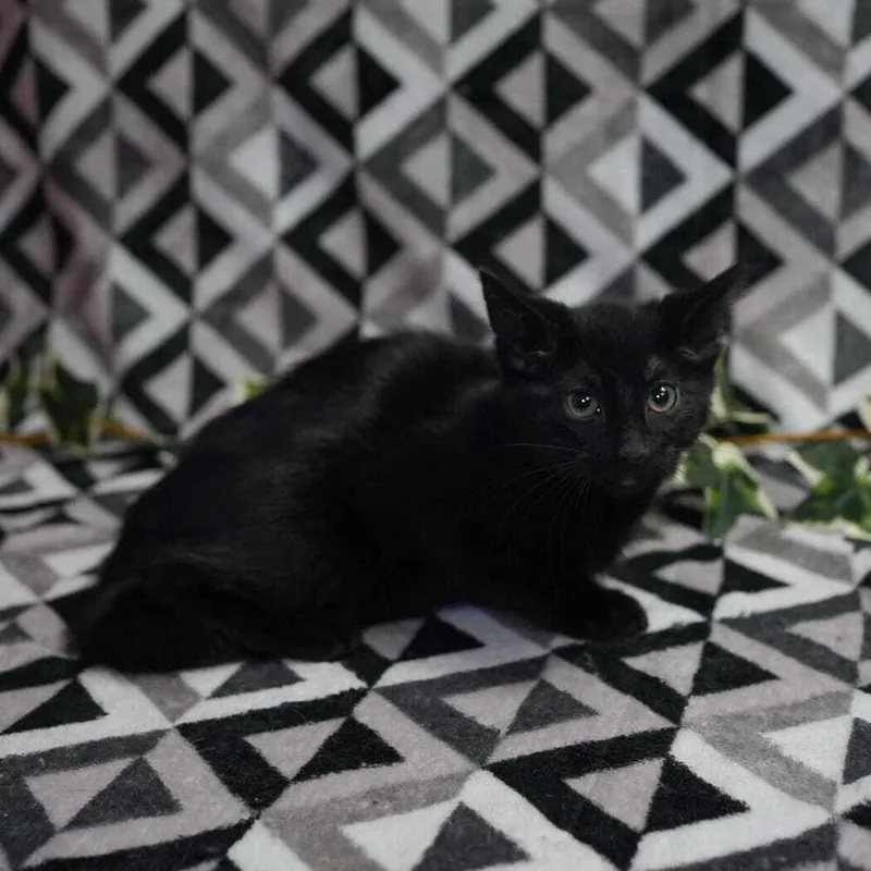 Percy