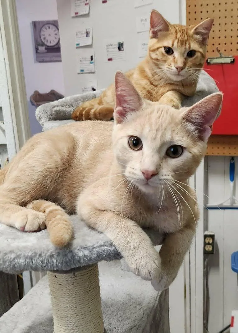 A young medium-sized male Domestic Short Hair cat named Cinnamon Swirl for adoption in Wild Rose, WI