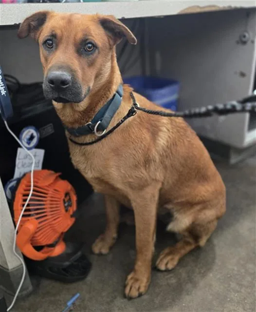 A young large-sized female Mixed Breed dog named Vida for adoption in Dallas, TX