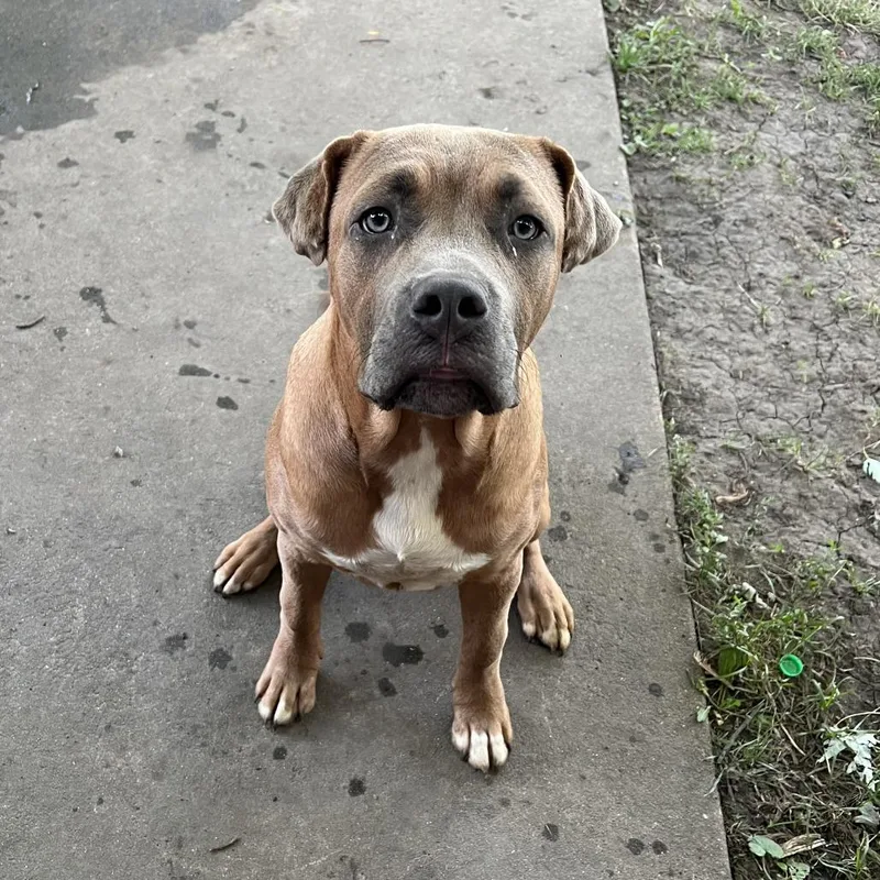 An adult small-sized male Yellow / Tan / Blond / Fawn Cane Corso dog named Junior  Home To for adoption in South Elgin, IL