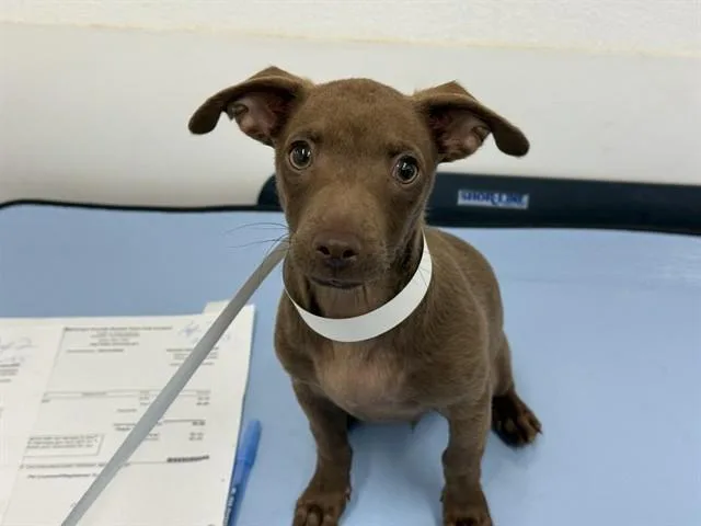 A baby small-sized male Dachshund dog named Mark for adoption in Mesa, AZ