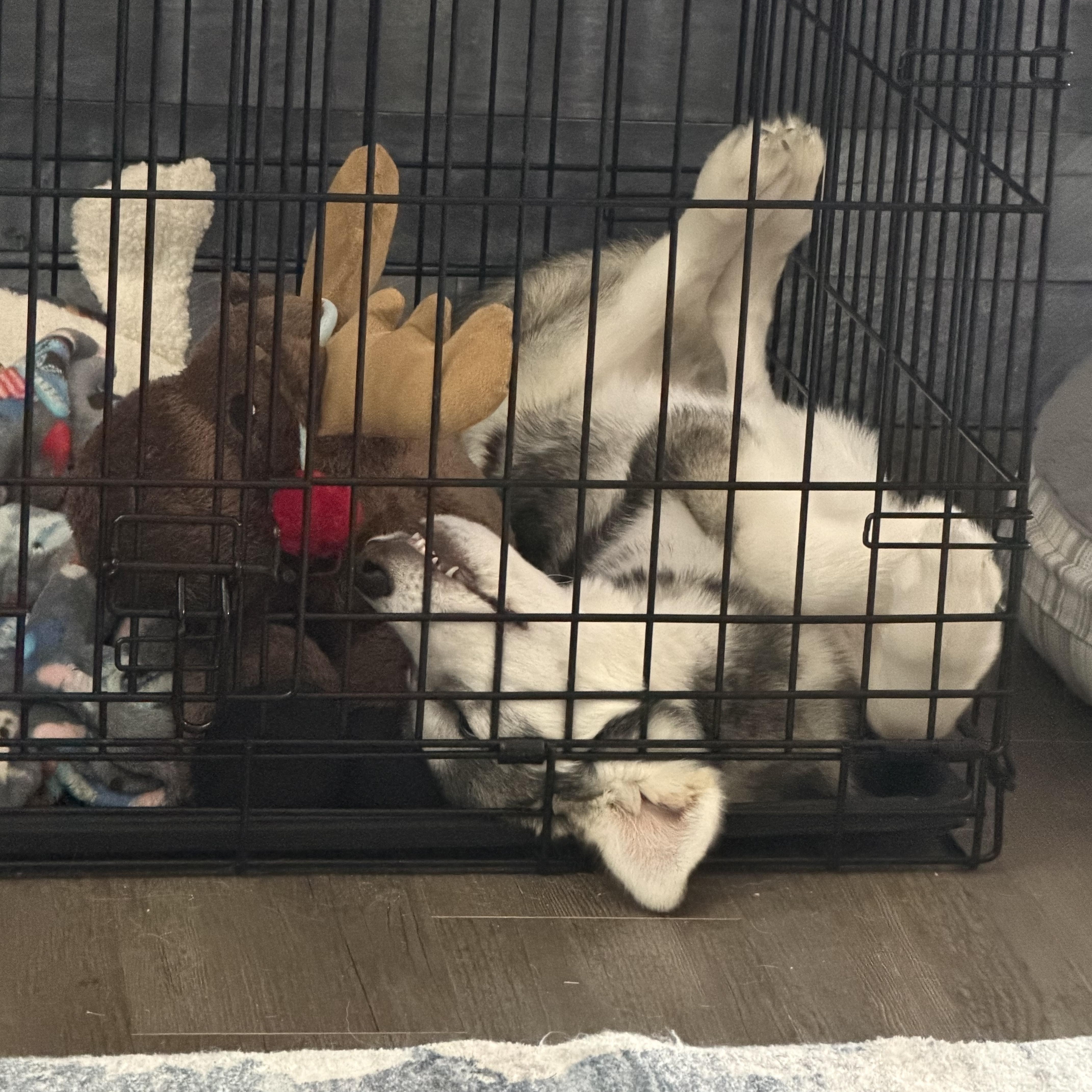 A baby medium-sized male Black Siberian Husky dog named Thor for adoption in Jasper, GA