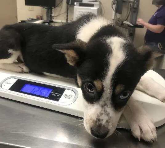 A baby small-sized female Australian Shepherd dog named A for adoption in Conroe, TX