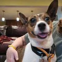 An adult small-sized male Beagle dog named Jack for adoption in Monticello, NY