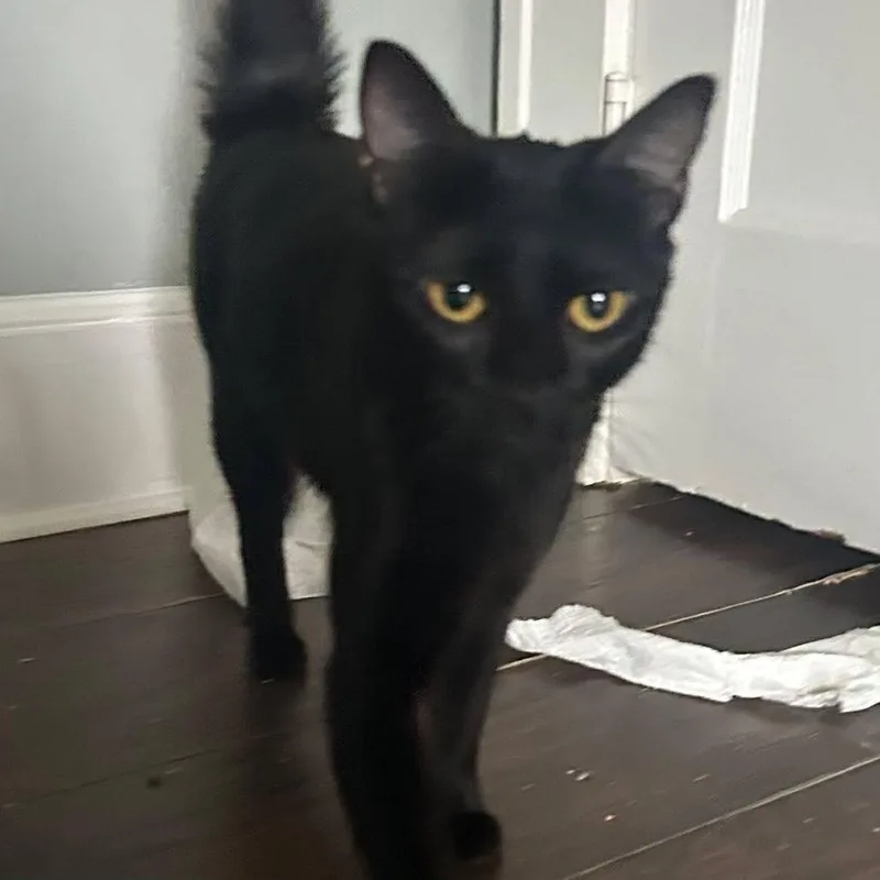 A young medium-sized female Black Domestic Short Hair cat named Lola for adoption in Buffalo, MN