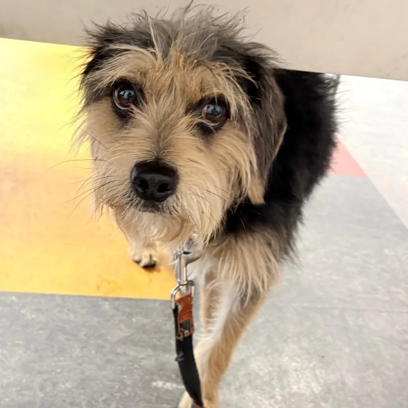 An adult small-sized male Black Mixed Breed dog named Mochi for adoption in Philadelphia, PA