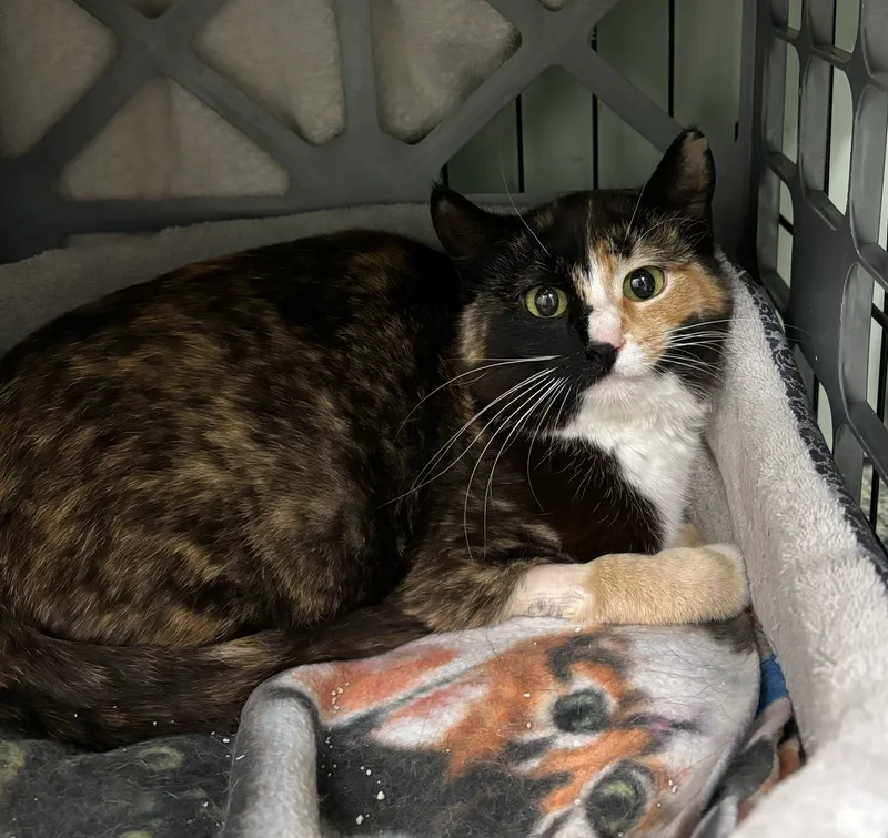 Calliope thumbnail 2