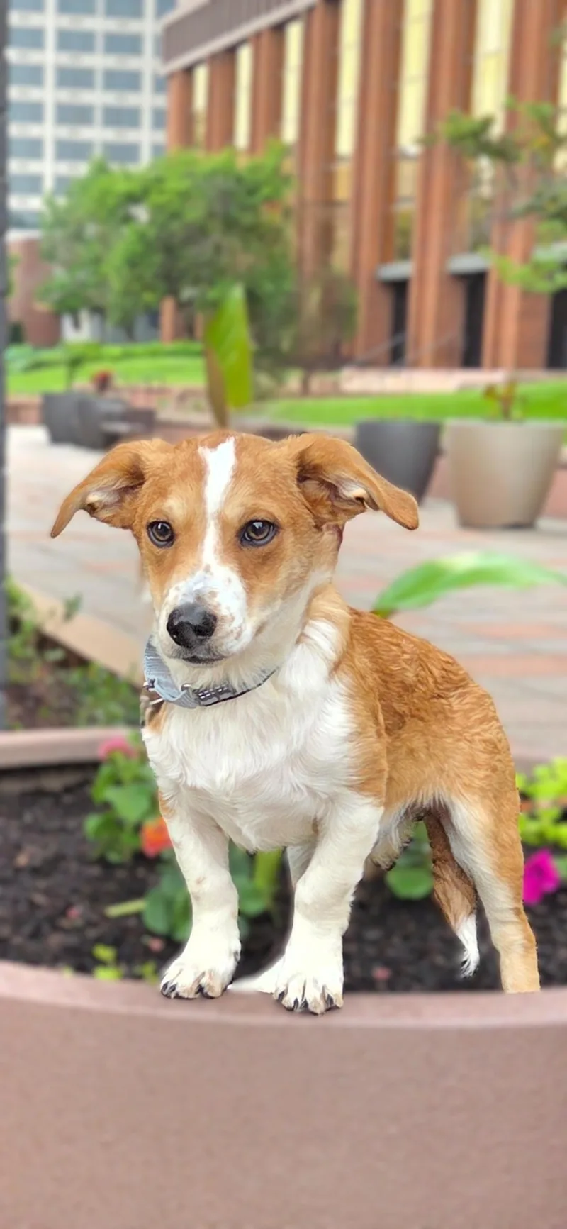 A baby small-sized male Beagle dog named Princecoming Soon for adoption in Bridgeton, MO