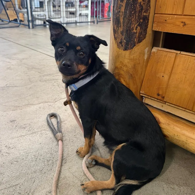 A young small-sized female Black Chihuahua dog named Nova for adoption in Spanish Fork, UT