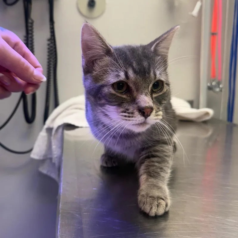 A young medium-sized male Gray / Blue / Silver Domestic Short Hair cat named Kronk for adoption in Great Falls, MT
