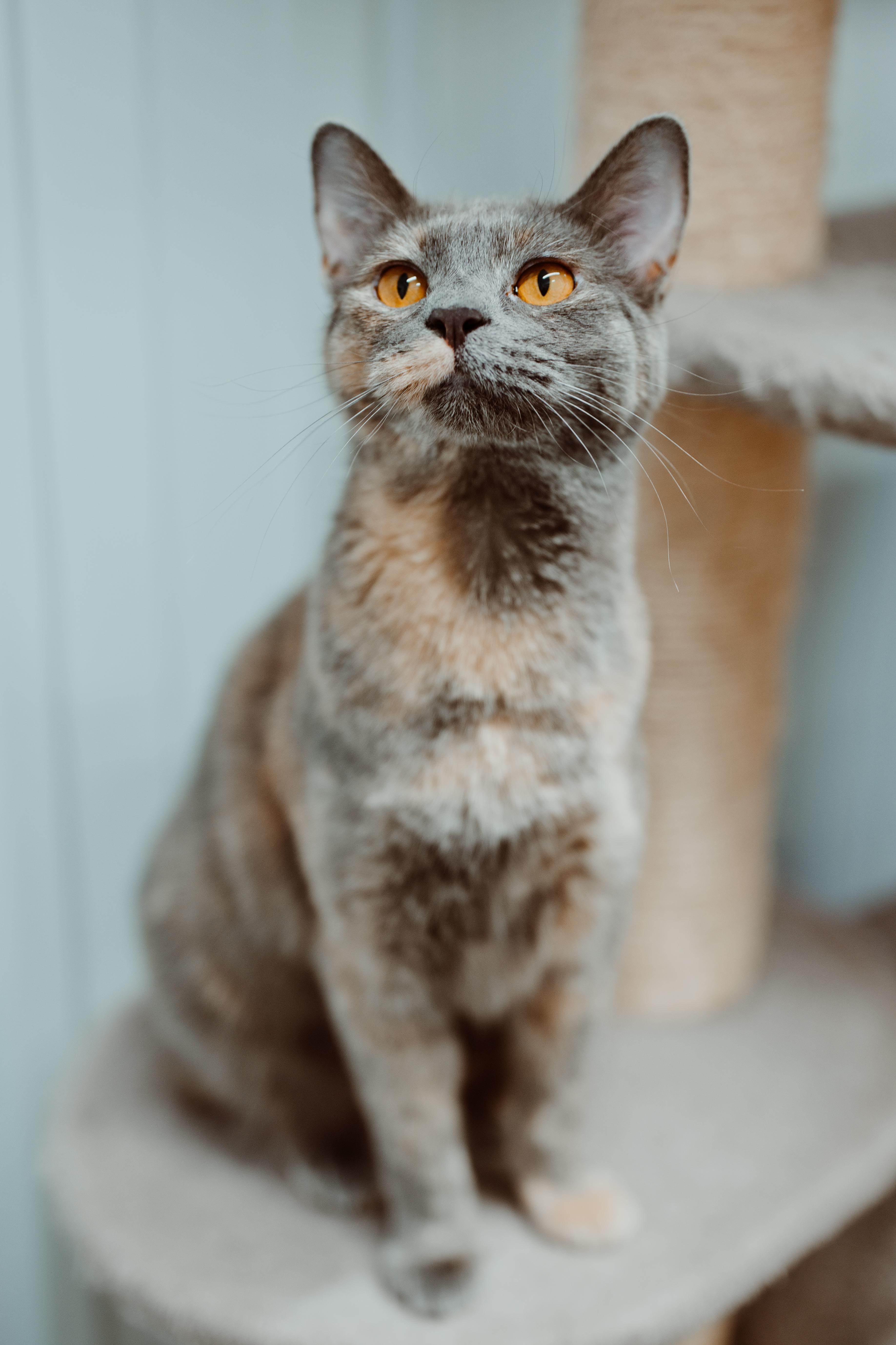 An adult medium-sized female Dilute Calico Domestic Short Hair cat named Pennywise for adoption in Le Mars, IA