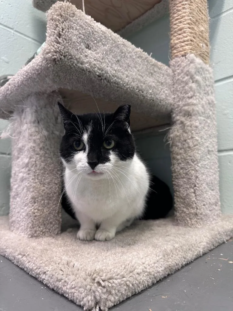 An adult medium-sized female Black & White / Tuxedo Domestic Short Hair cat named Triangle for adoption in East Northport, NY