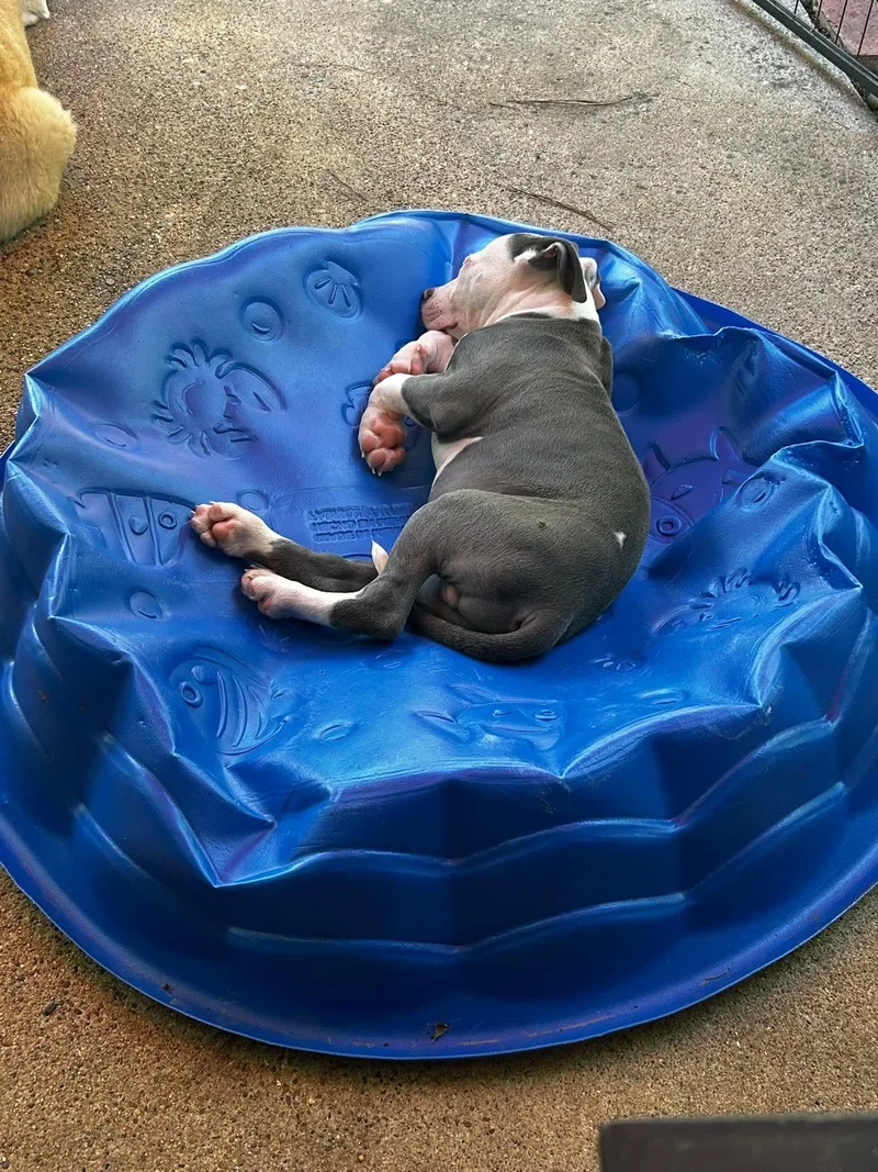 A baby medium-sized male American Staffordshire Terrier dog named Sterling for adoption in Shreveport, LA