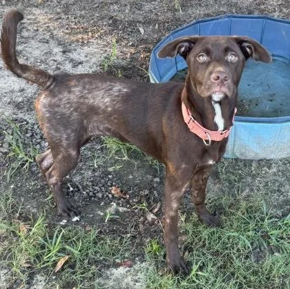 A young medium-sized female Labrador Retriever dog named Nala for adoption in Conway, SC