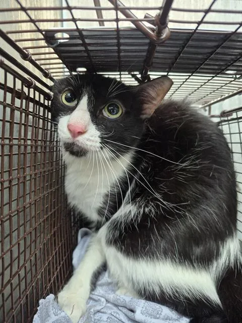 An adult medium-sized male Domestic Medium Hair cat named Jimmy for adoption in San Antonio, TX