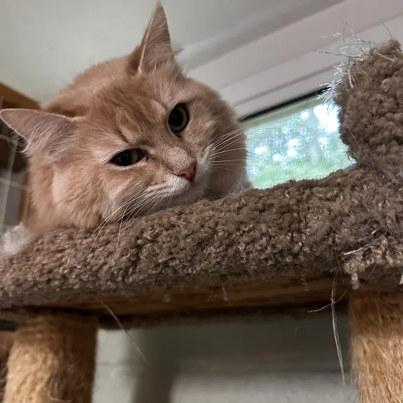 An adult medium-sized female Buff / Tan / Fawn Domestic Medium Hair cat named Hope for adoption in North East, MD