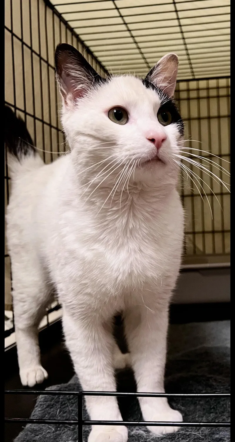 A young medium-sized male Black & White / Tuxedo Domestic Short Hair cat named Barrywillow Grove Ps for adoption in Greenville, DE
