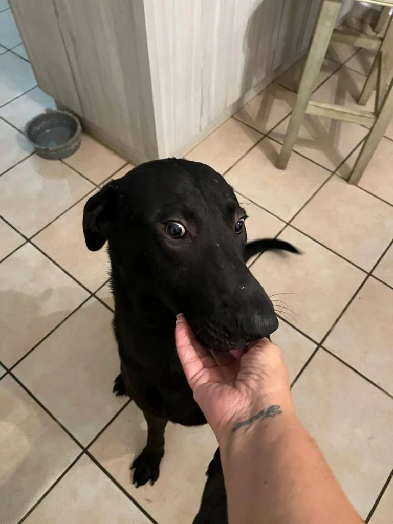 Dorito "let's Live Together thumbnail 4