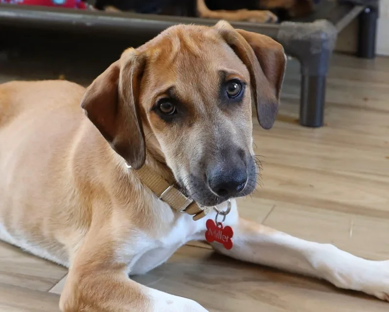 A young large-sized male Hound dog named Swisher for adoption in Southlake, TX