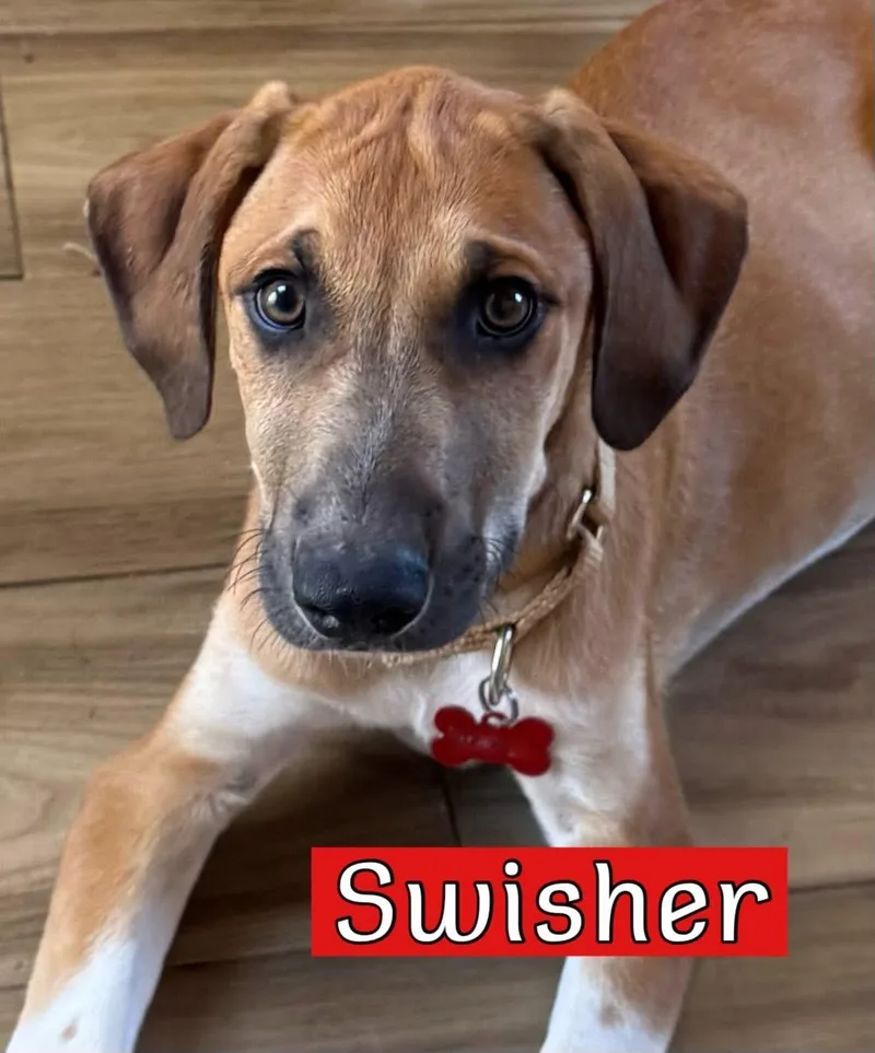 Swisher thumbnail 2