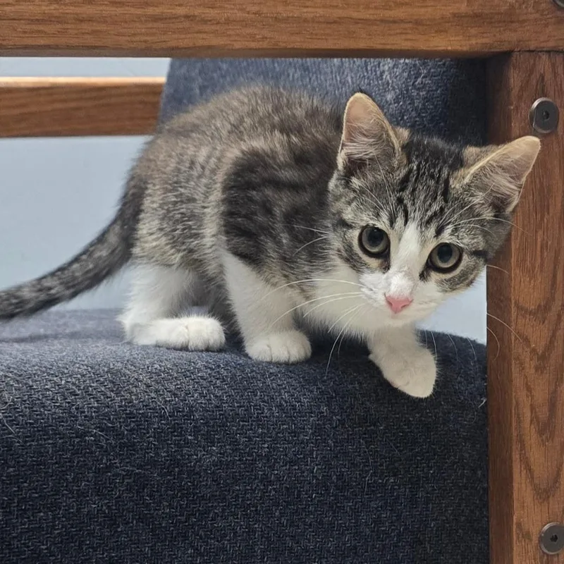 A baby medium-sized female Domestic Short Hair cat named Posh for adoption in Sunrise Beach, MO