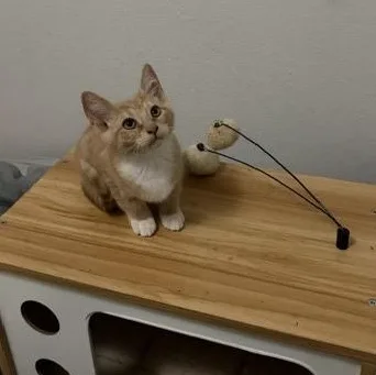A baby medium-sized male Domestic Short Hair cat named Addition for adoption in Eugene, OR