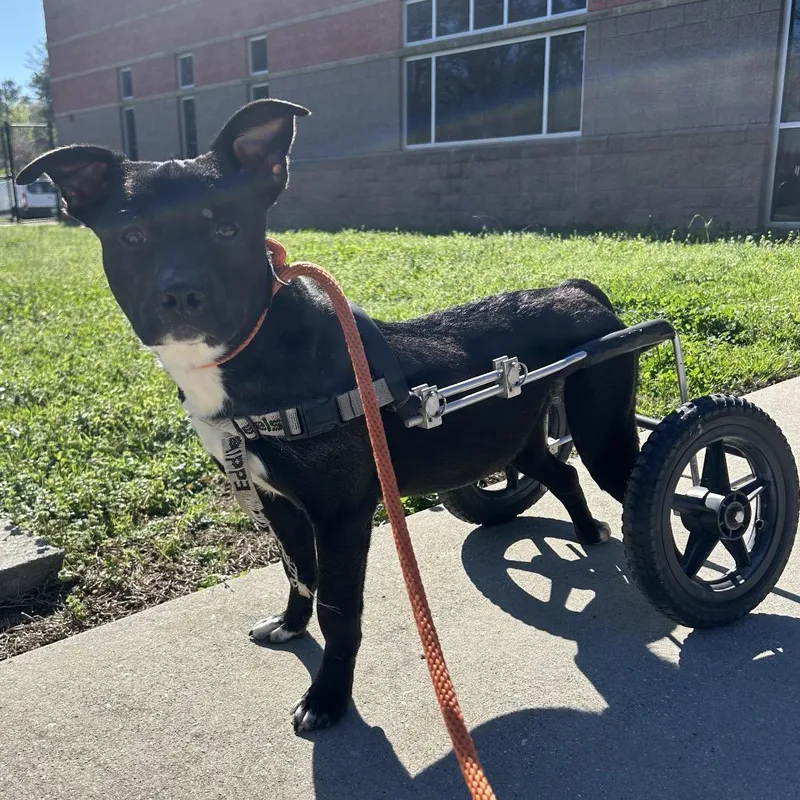A young medium-sized male Black Mixed Breed dog named Waddles for adoption in Chattanooga, TN