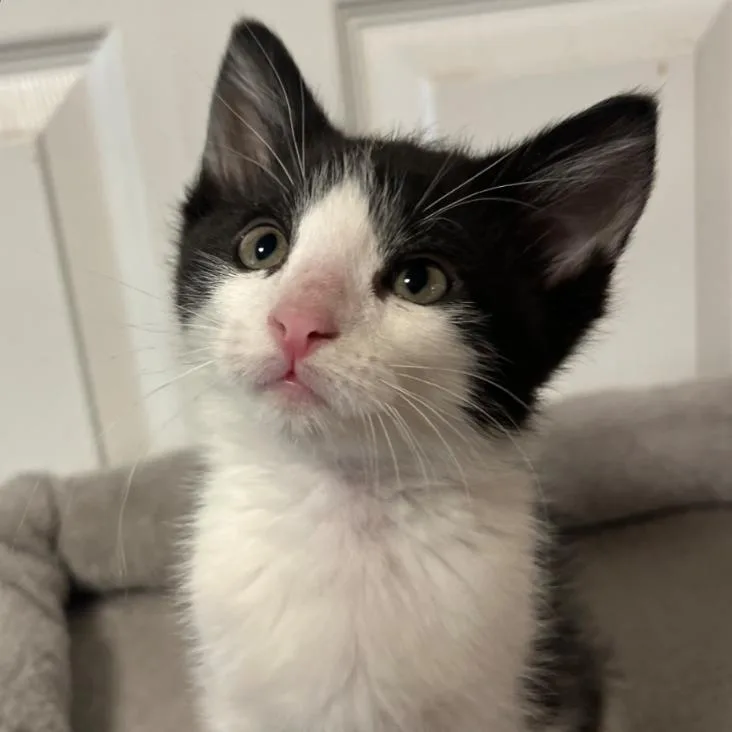 A baby small-sized male Black Domestic Short Hair cat named Louis for adoption in Layton, UT