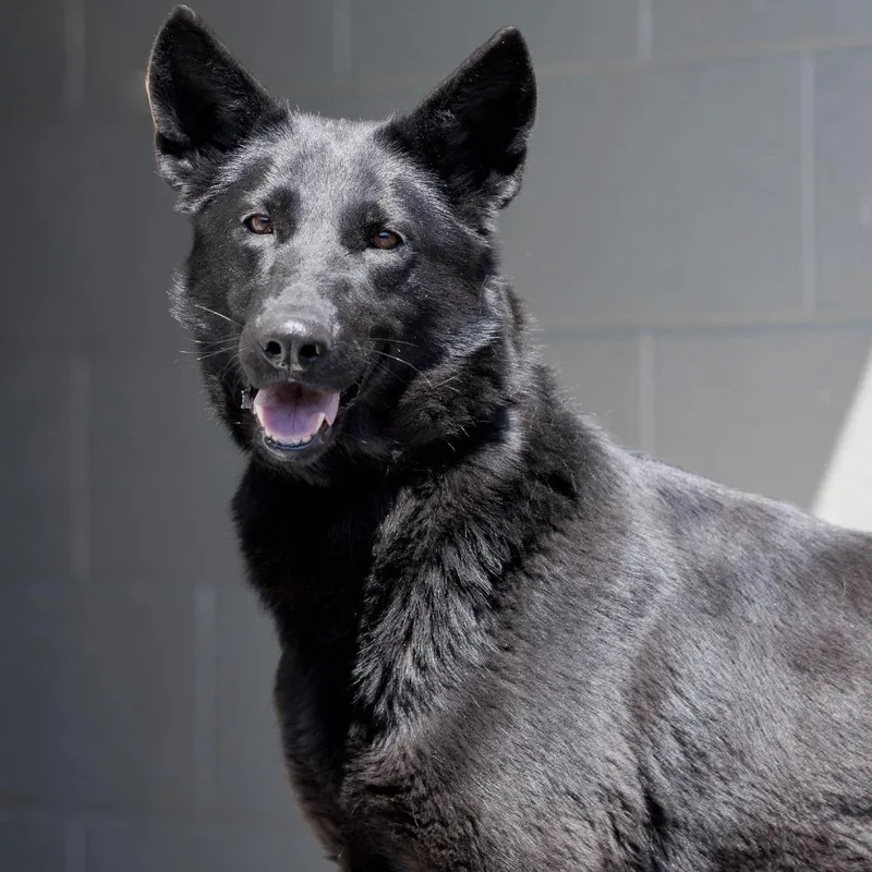 An adult medium-sized female Black Shepherd dog named Twilight Sparkle for adoption in Marshall, VA