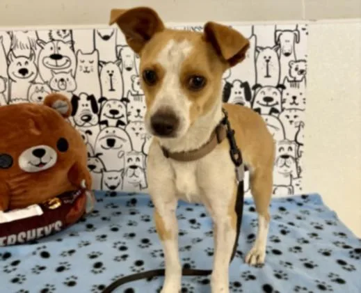 A young small-sized male Chihuahua dog named Dude for adoption in San Pedro, CA