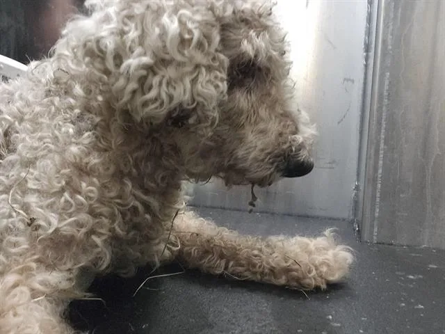 A senior small-sized female Bichon Frise dog named Lolo for adoption in San Antonio, TX