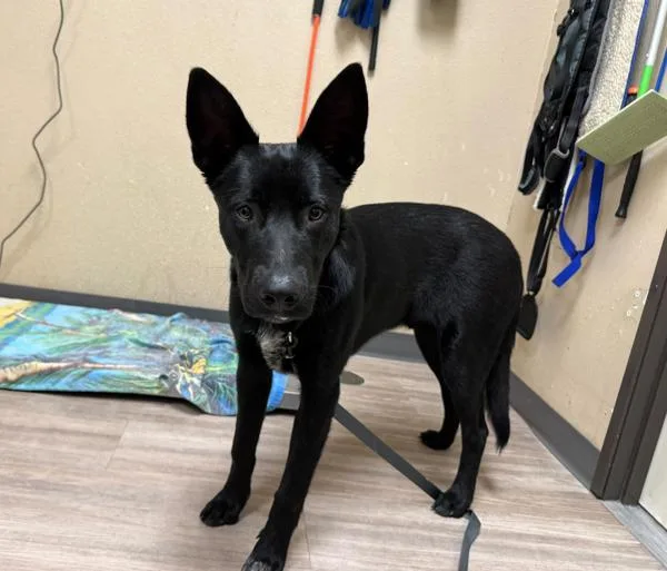 A young medium-sized male Shepherd dog named Domino for adoption in Oceanside, CA