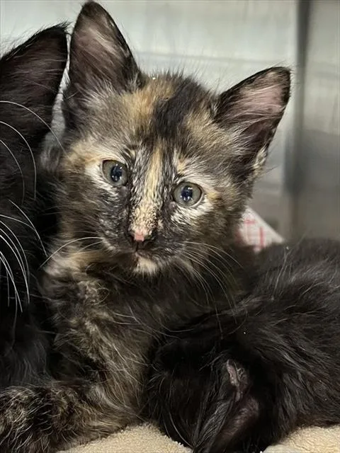 A baby small-sized female Domestic Short Hair cat named Honey for adoption in Tavares, FL