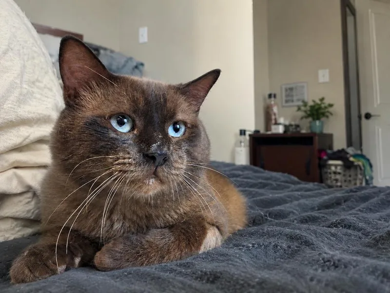 An adult large-sized male Brown / Chocolate Siamese cat named Colonel McNubbles for adoption in Dallas, TX