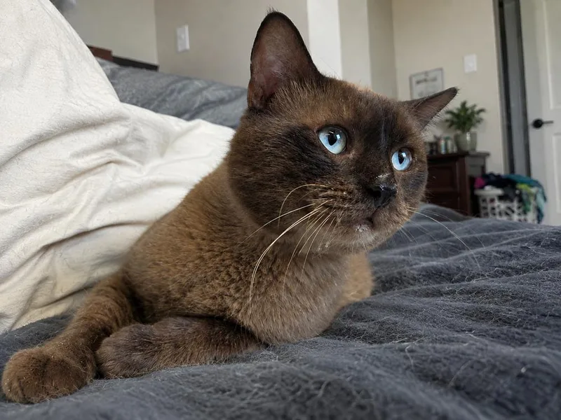 Colonel McNubbles thumbnail 3