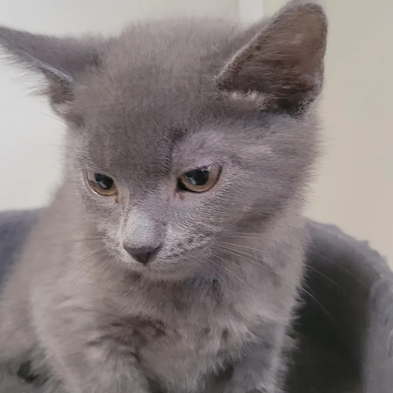 A baby medium-sized female Gray / Blue / Silver Domestic Short Hair cat named Sabine for adoption in Racine, WI