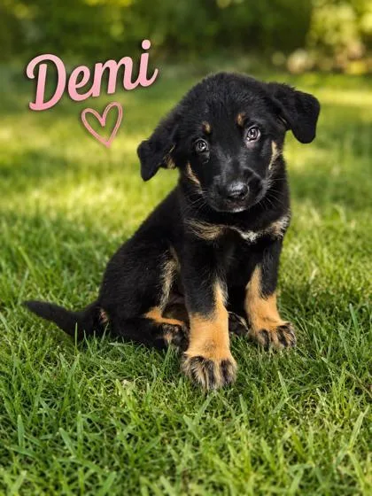 Demi