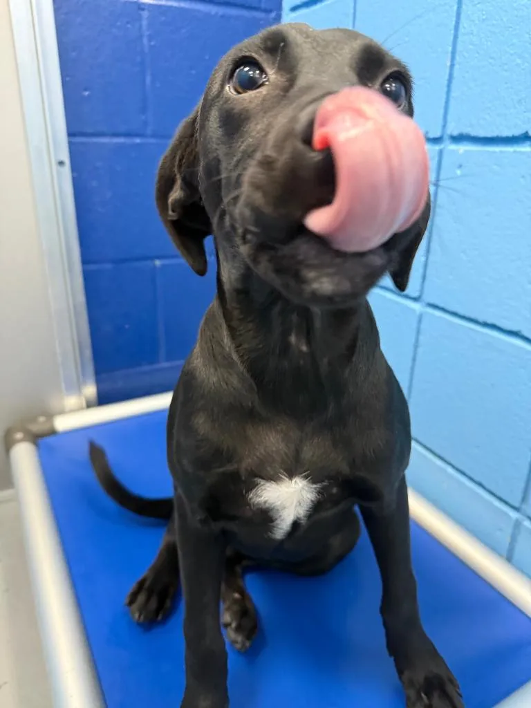 A baby medium-sized female Labrador Retriever dog named Black Cherry for adoption in Hartsville, SC