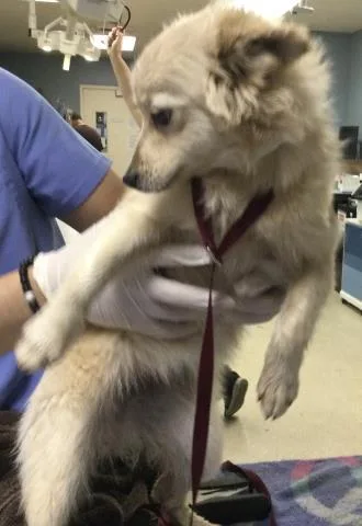 A young small-sized female Pomeranian dog named Lolipop for adoption in Riverside, CA
