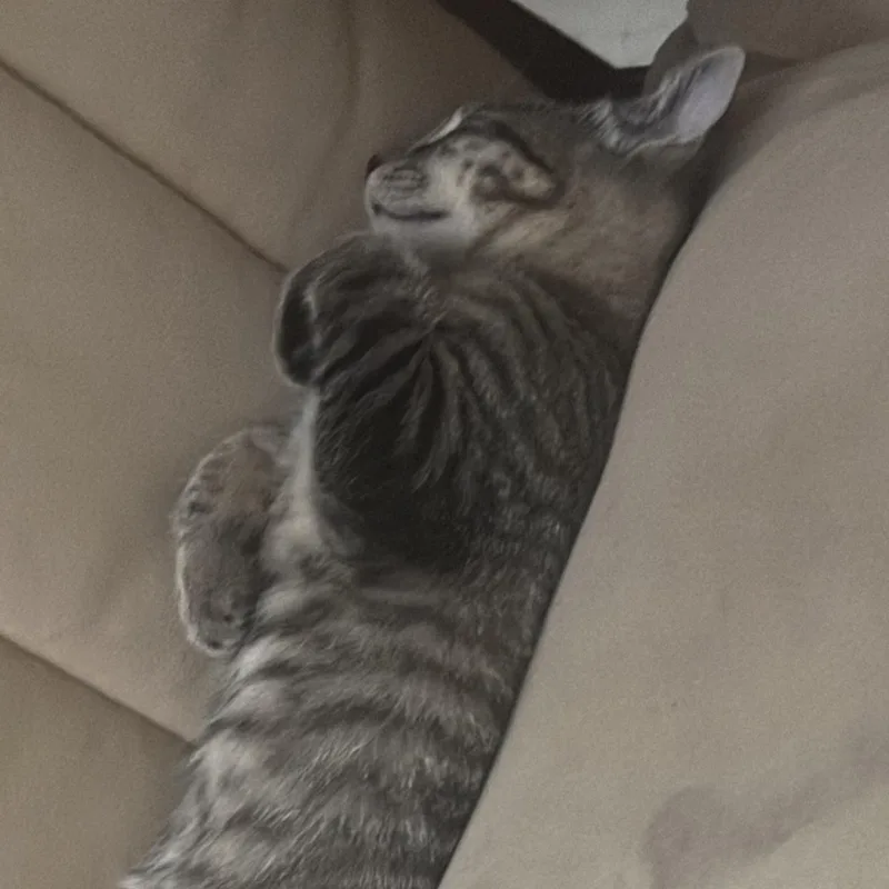 Mochi thumbnail 2