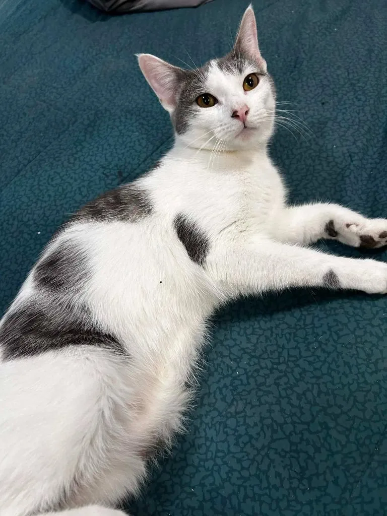 A baby medium-sized female Domestic Short Hair cat named Selene for adoption in Pomona, NY