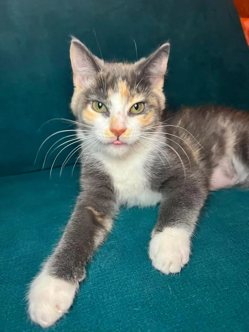 A baby small-sized female Dilute Calico Domestic Short Hair cat named Tabitha for adoption in Bellmawr, NJ