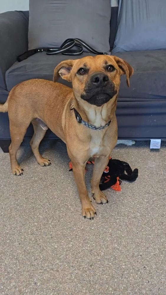 An adult medium-sized male Brown / Chocolate Pit Bull Terrier dog named Adam for adoption in Innsbrook, MO