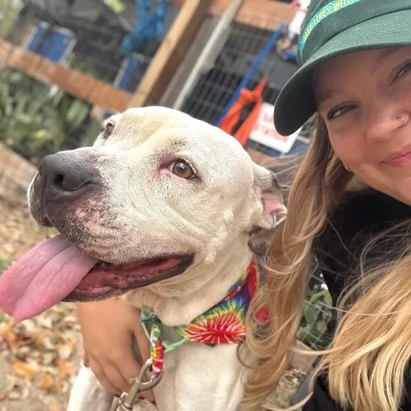 An adult medium-sized female White / Cream Pit Bull Terrier dog named Cassie Spotted Sweetness for adoption in Friendswood, TX
